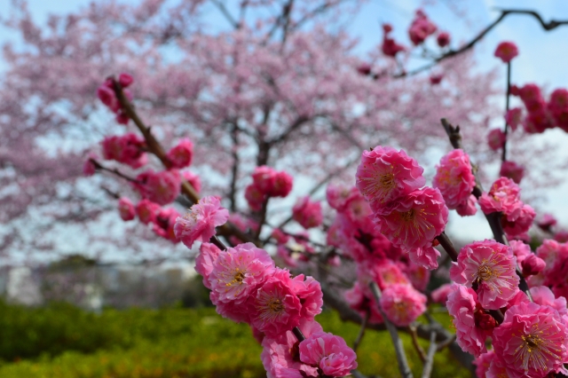 見どころは梅や桜！春色に染まる石山寺へ行こう