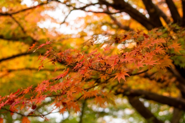 紅葉狩りはここで決まり！滋賀県「国宝湖南三山紅葉めぐり」へ行こう