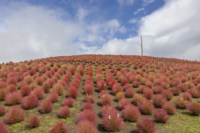 9月-10月のびわこ箱館山は見どころ満載！紅葉・花畑・ナイトゴンドラを満喫しよう