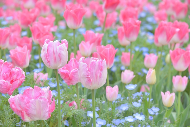 GWに楽しむ滋賀県の花めぐり-見頃とおすすめスポット-