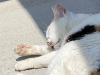 寝ている三毛猫