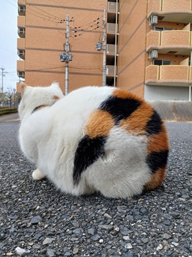 三毛猫