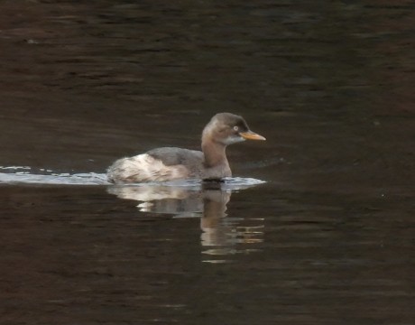 水に浮かぶカイツブリ