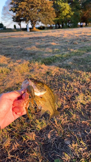 夕方の琵琶湖　津田江１よりブラックバス