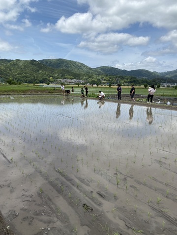 田植えの風景