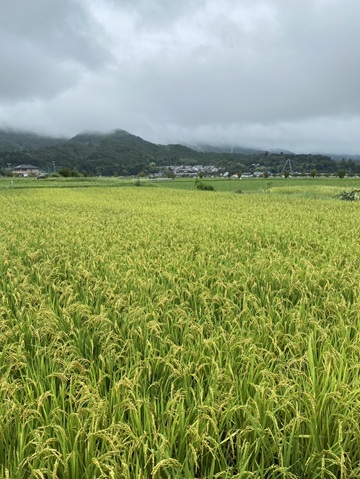 田植え後の成長した様子