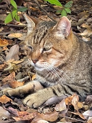 のらねこ